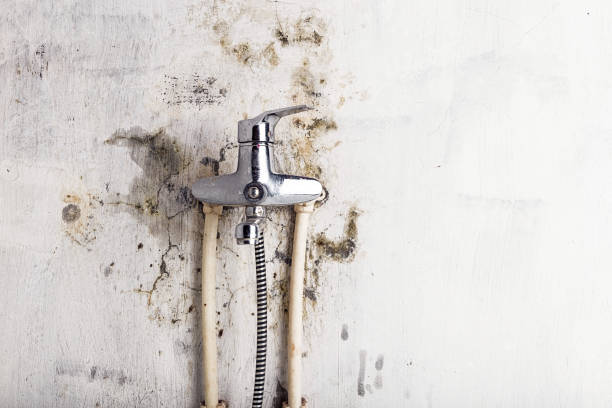Best Kitchen Mold Remediation in Reidland, KY