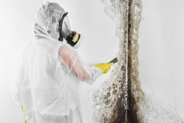 Best Mold Remediation for Specific Building Types in Reidland, KY