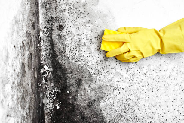 Best Residential Mold Remediation in Reidland, KY