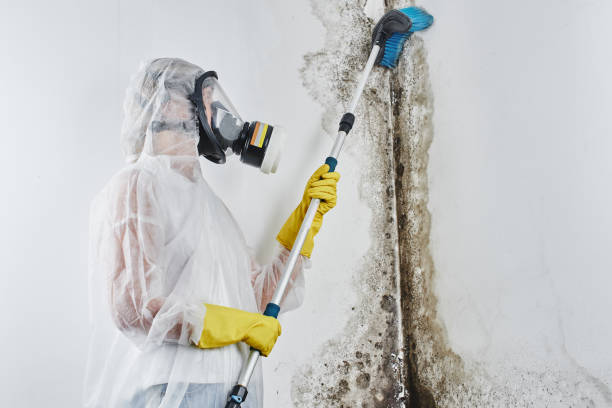 Best Attic Mold Remediation in Reidland, KY