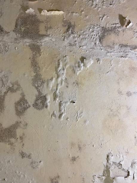Best Crawl Space Mold Remediation in Reidland, KY