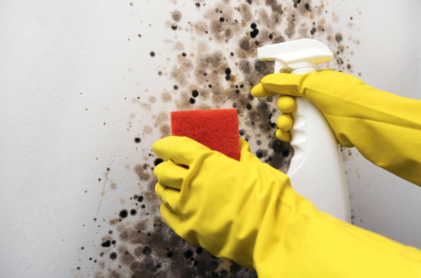Best Black Mold Remediation in Reidland, KY