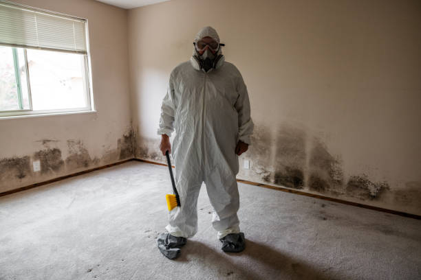 Best HVAC Mold Remediation in Reidland, KY